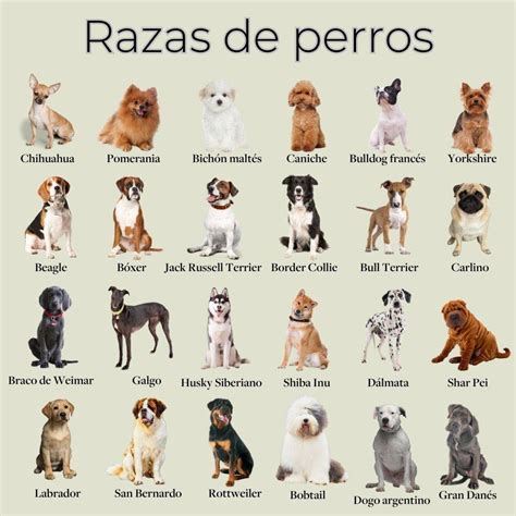 perros Search